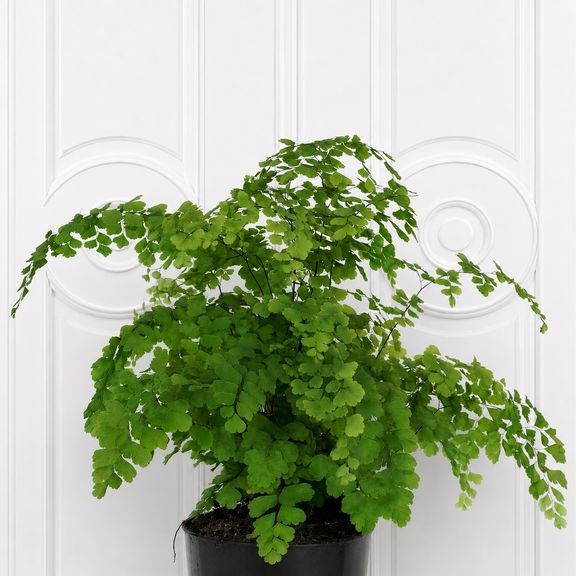 Адиантум фрагранс в горшке (Adiantum fragrans)