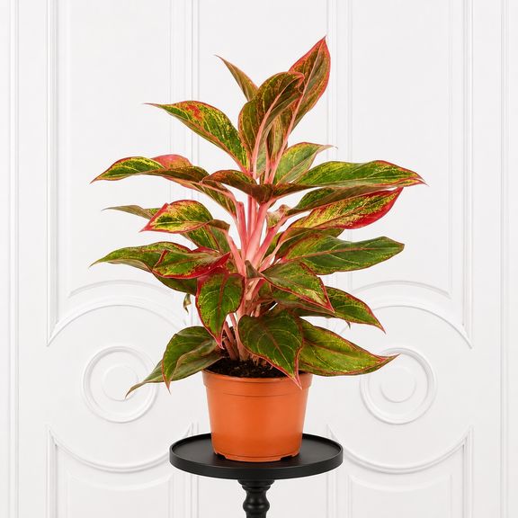 Аглаонема крит в горшке (Aglaonema crete)