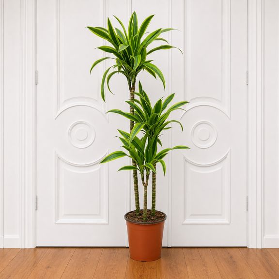 Драцена Фрагранс Лемон Лайм 3 стебля в горшке высотой 110 см (Dracaena fragrans lemon lime)