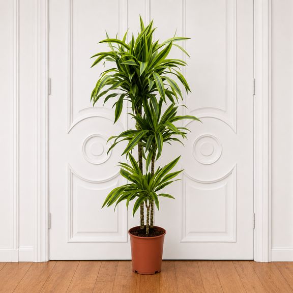 Драцена Фрагранс Лемон Лайм 3 стебля в горшке высотой 110 см (Dracaena fragrans lemon lime)