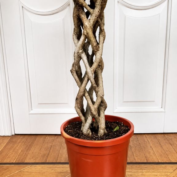 Фикус бенджамина решетка гигант высотой 120 см в горшке (Ficus benjamina exotica twist)