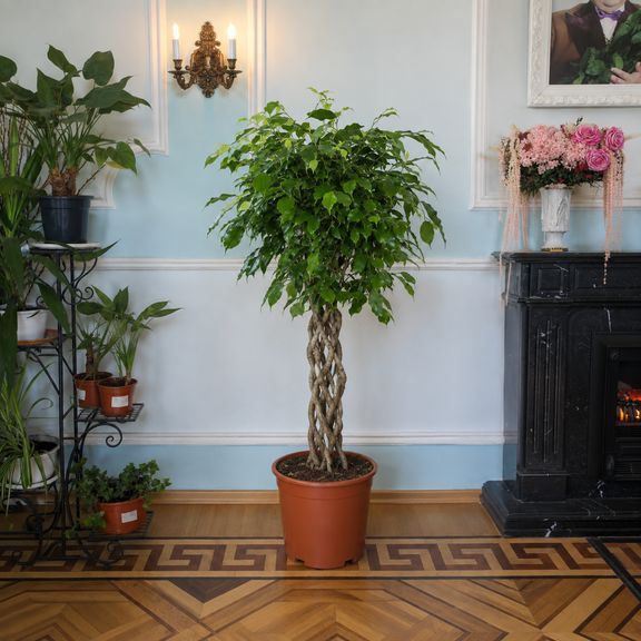 Фикус бенджамина решетка гигант высотой 120 см в горшке (Ficus benjamina exotica twist)