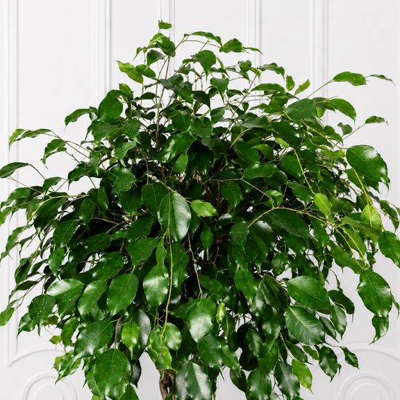 Фикус бенджамина решетка гигант высотой 120 см в горшке (Ficus benjamina exotica twist)