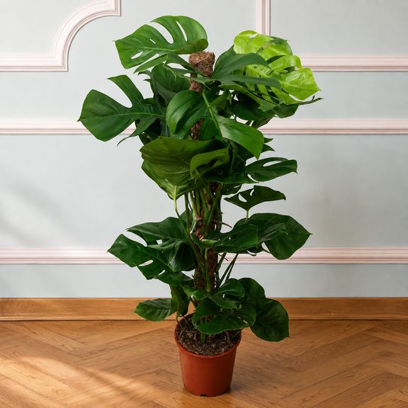 Монстера гигант «Monstera giganta» в горшке (высота 150 см)