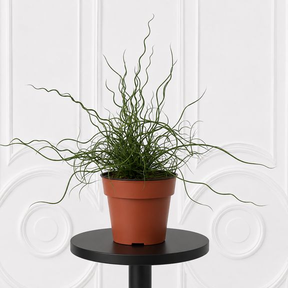 Джункус спираль в горшке (Juncus effus)