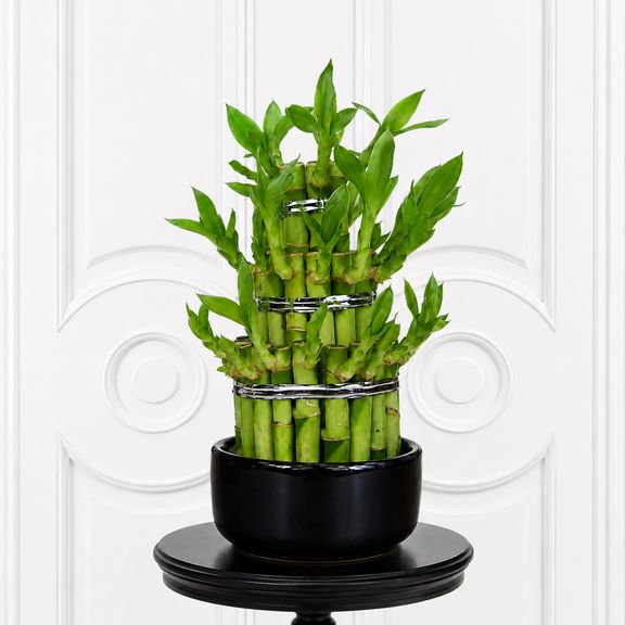 Бамбук счастья «Lucky Bamboo» в керамическом горшке