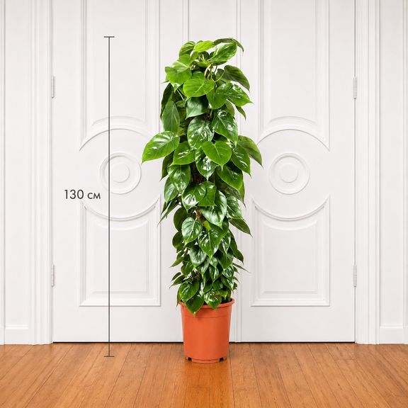 Филодендрон сканденс высотой 130 см в горшке (Philodendron scandens)