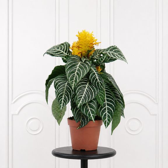 Афеляндра скуарроса в горшке D13 см (Aphelandra squarrosa)