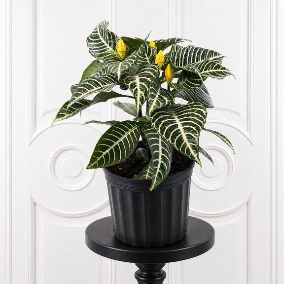Афеляндра скуарроса в горшке D13 см (Aphelandra squarrosa)