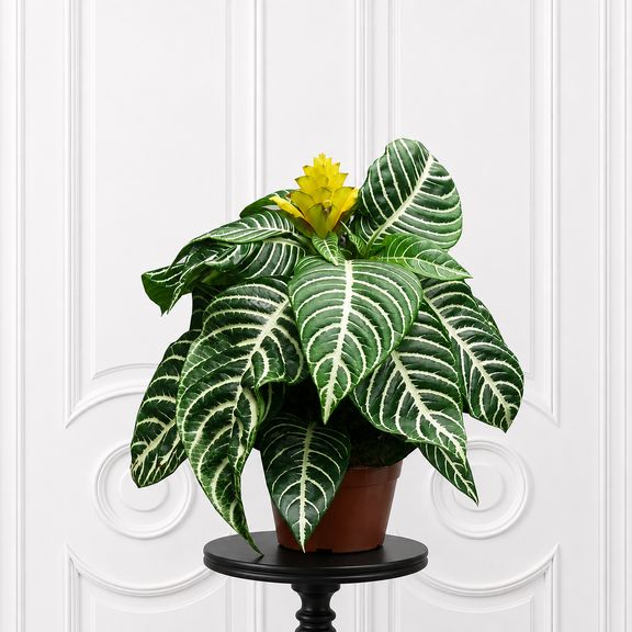 Афеляндра скуарроса в горшке D13 см (Aphelandra squarrosa)