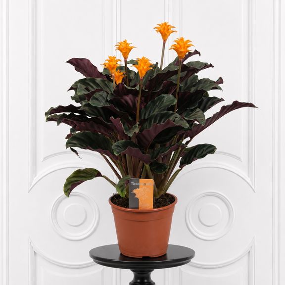 Калатея кроката в горшке (Calathea crocata)