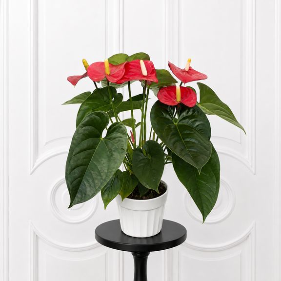Антуриум Андрианум Туренза красный в горшке (Anthurium Andreanum Turenza) 40-60 см