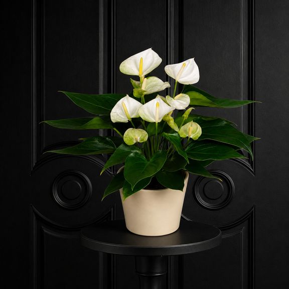 Антуриум Андрианум белый в горшке (Anthurium Andreanum Champion) 40-60 см