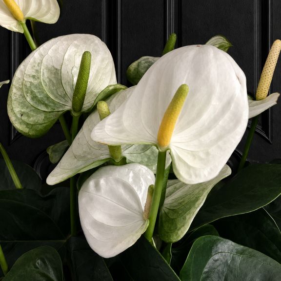 Антуриум Андрианум белый в горшке (Anthurium Andreanum Champion) 40-60 см