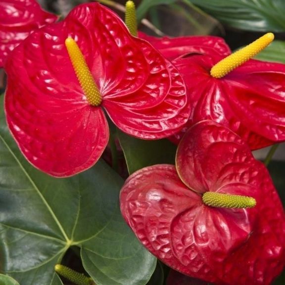 Антуриум андрианум туренза красный в горшке (Anthurium andreanum turenza)