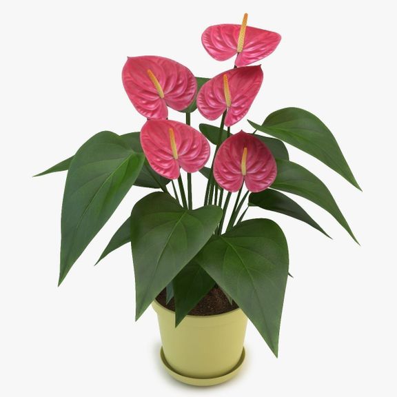 Антуриум андрианум микс в горшке (Anthurium andreanum mix), Голландия