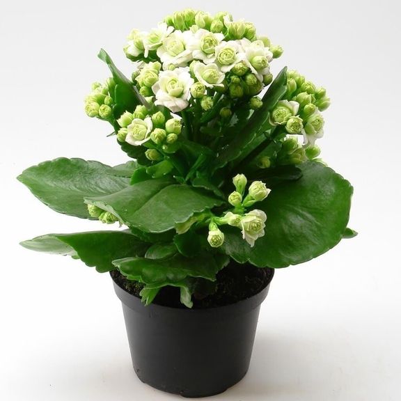 Каланхоэ Париж в горшке (Kalanchoe Paris)