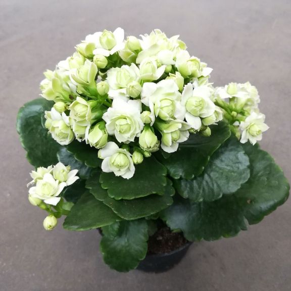 Каланхоэ Париж в горшке (Kalanchoe Paris)