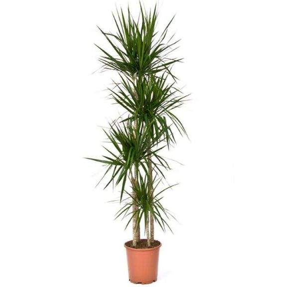 Драцена маргината высотой 150см в горшке (Dracaena marginata)