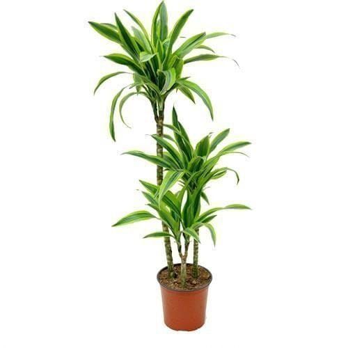 Драцена фрагранс 3 стебля в горшке высотой 110см (Dracaena fragrans lemon lime)