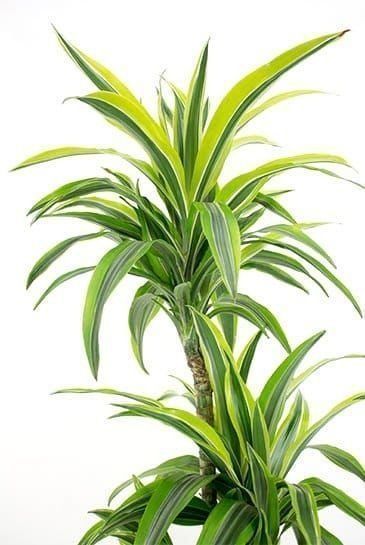 Драцена фрагранс 3 стебля в горшке высотой 110см (Dracaena fragrans lemon lime)