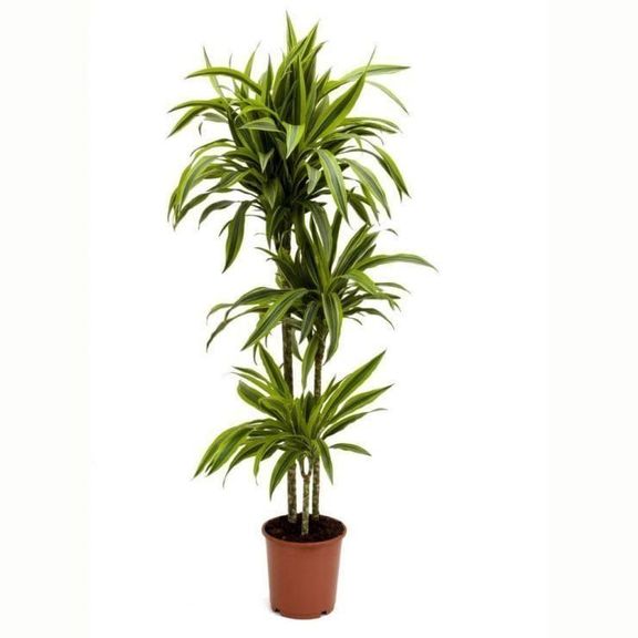 Драцена фрагранс 3 стебля в горшке высотой 110см (Dracaena fragrans lemon lime)