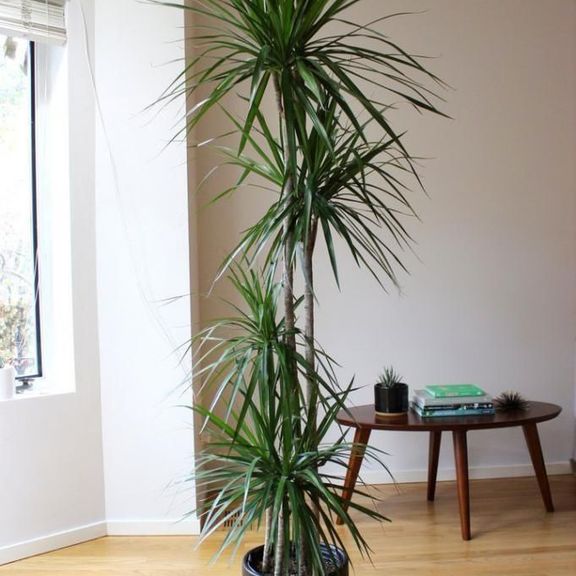 Драцена маргината высотой 200см в горшке (Dracaena marginata)