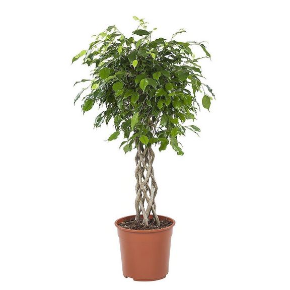 Фикус бенджамина переплетенный гигант высотой 120см в горшке (Ficus benjamina exotica twist)