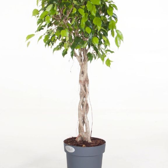 Фикус бенджамина переплетенный гигант высотой 120см в горшке (Ficus benjamina exotica twist)