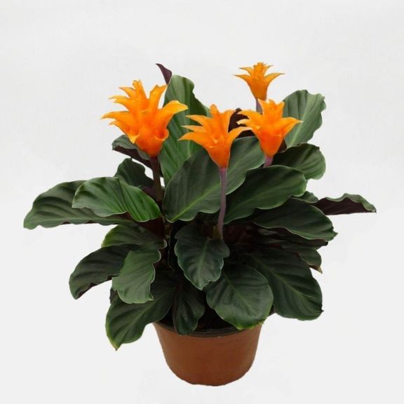 Калатея кроката в горшке (Calathea crocata)