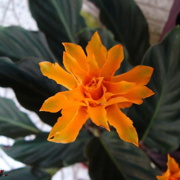 Калатея кроката в горшке (Calathea crocata)