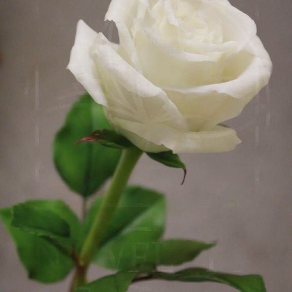 Розы керамические белые из полимерной глины
