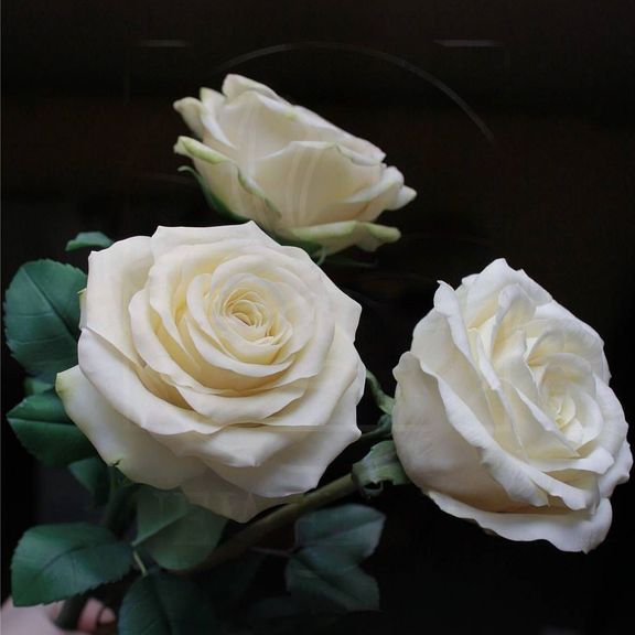 Розы керамические белые из полимерной глины