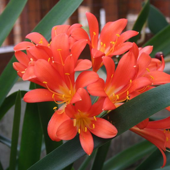 Кливия миниата в горшке (Clivia miniata)