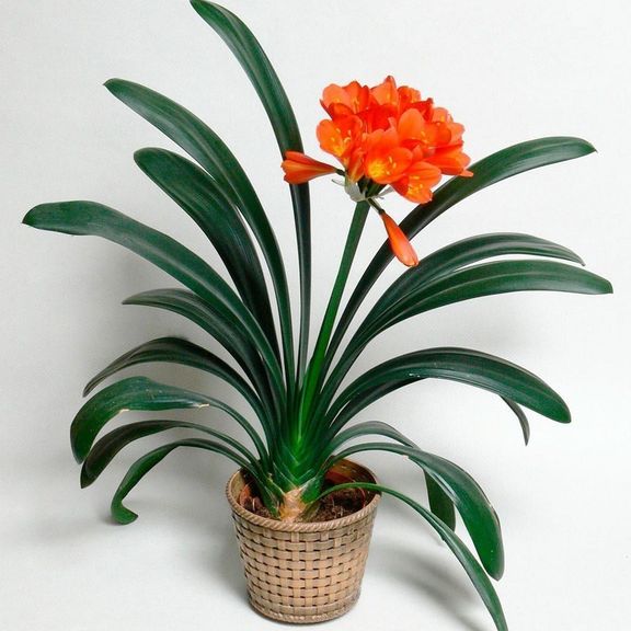 Кливия миниата в горшке (Clivia miniata)