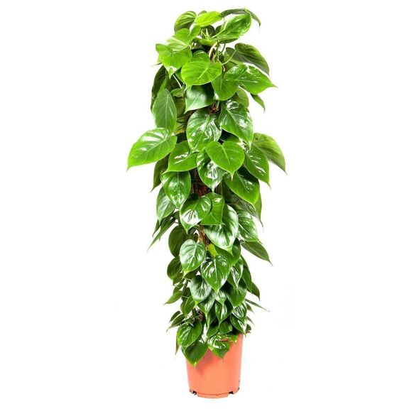 Филодендрон сканденс высотой 130см в горшке (Philodendron scandens)