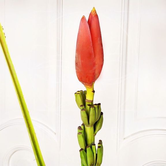 Цветок банана красный поштучно (Musa flower)