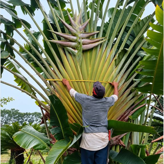 Геликония «Heliconia giant green» 150-170 см (огромное тропическое растение)