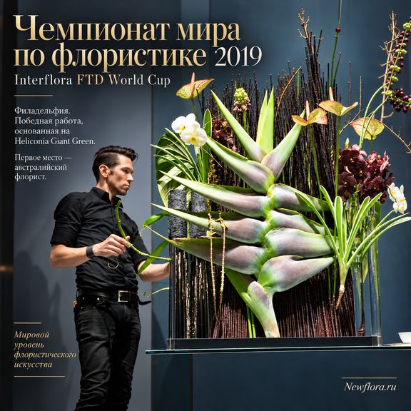 Геликония «Heliconia giant green» 150-170 см (огромное тропическое растение)