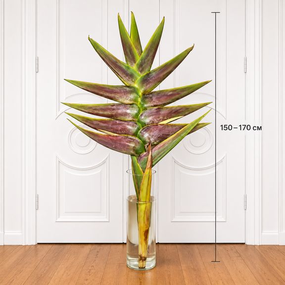 Геликония «Heliconia giant green» 150-170 см (огромное тропическое растение)