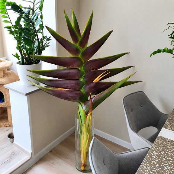 Геликония «Heliconia giant green» 150-170 см (огромное тропическое растение)