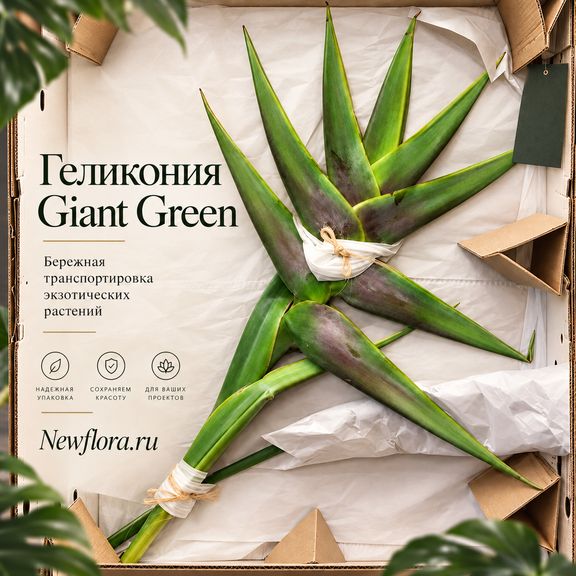 Геликония «Heliconia giant green» 150-170 см (огромное тропическое растение)