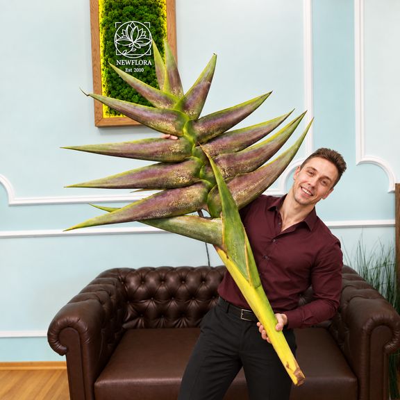 Геликония «Heliconia giant green» 150-170 см (огромное тропическое растение)