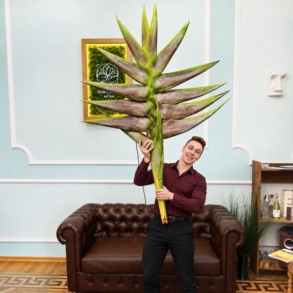 Геликония «Heliconia giant green» 150-170 см (огромное тропическое растение)
