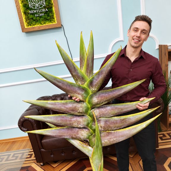 Геликония «Heliconia giant green» 150-170 см (огромное тропическое растение)