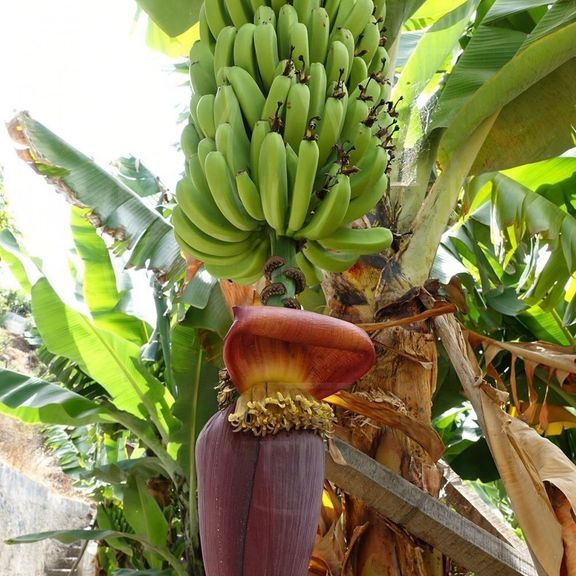 Букет 3 цветка банана (Musa) с тропической зеленью