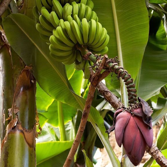 Букет 3 цветка банана (Musa) с тропической зеленью