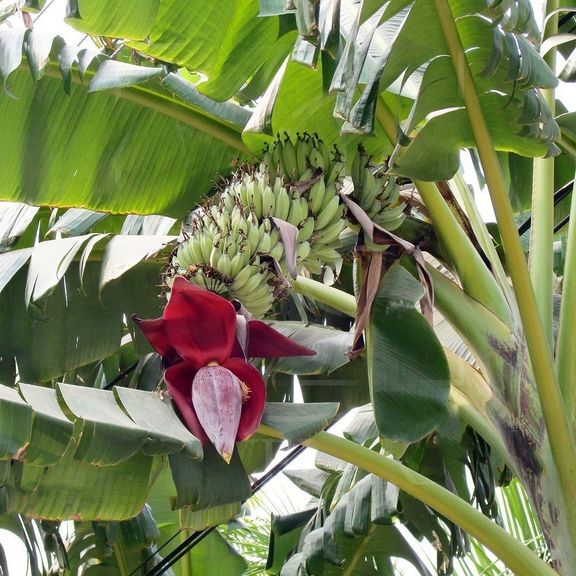 Цветок банана красный поштучно (Musa flower)