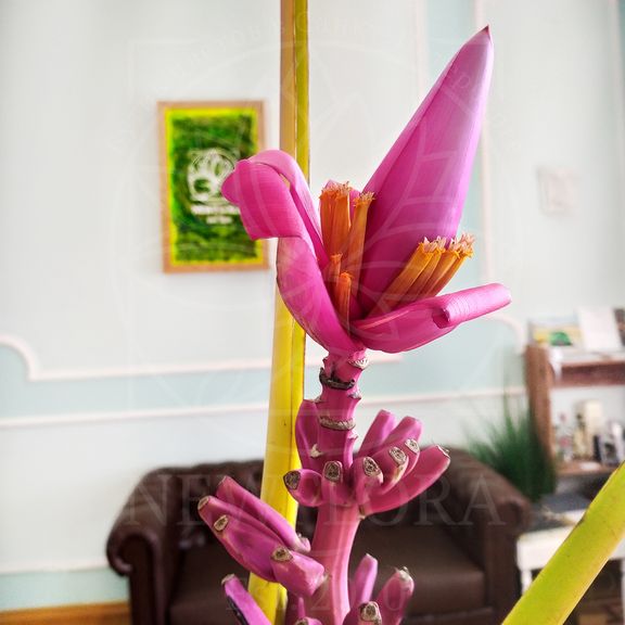 Цветок банана фиолетовый поштучно (Musa flower)