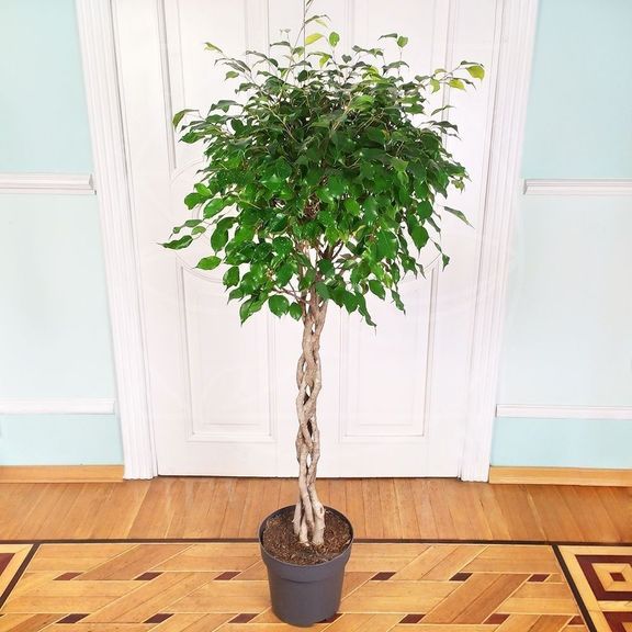 Фикус бенджамина переплетенный гигант высотой 150см в горшке (Ficus benjamina exotica twist)